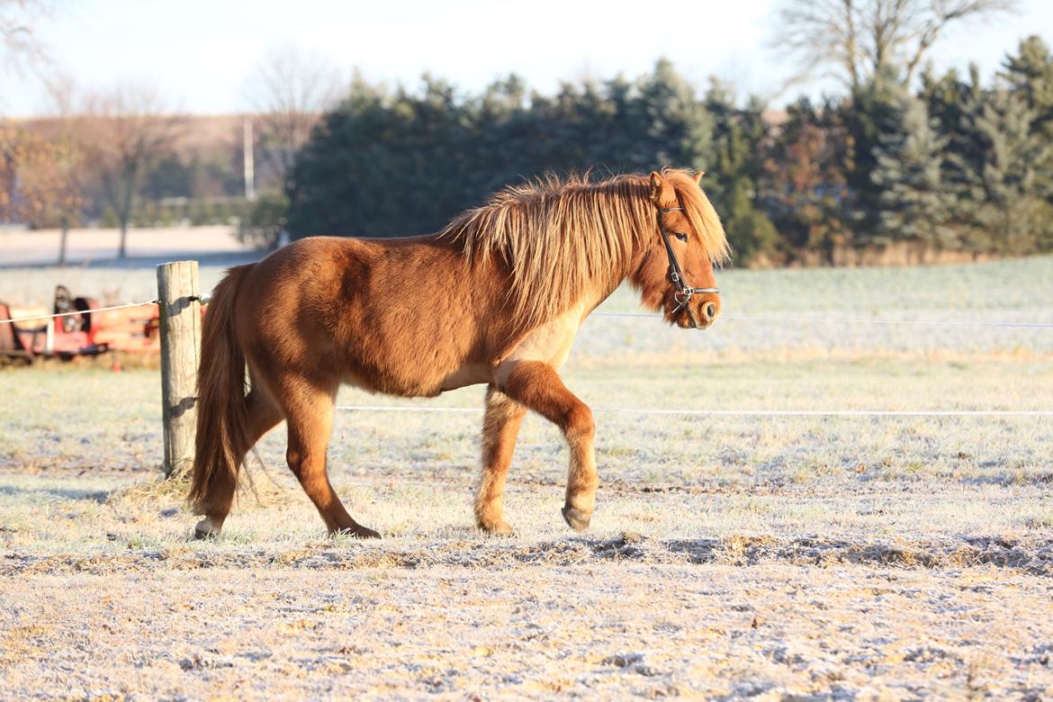 Islænder Hlynur fra Søholm billede 8