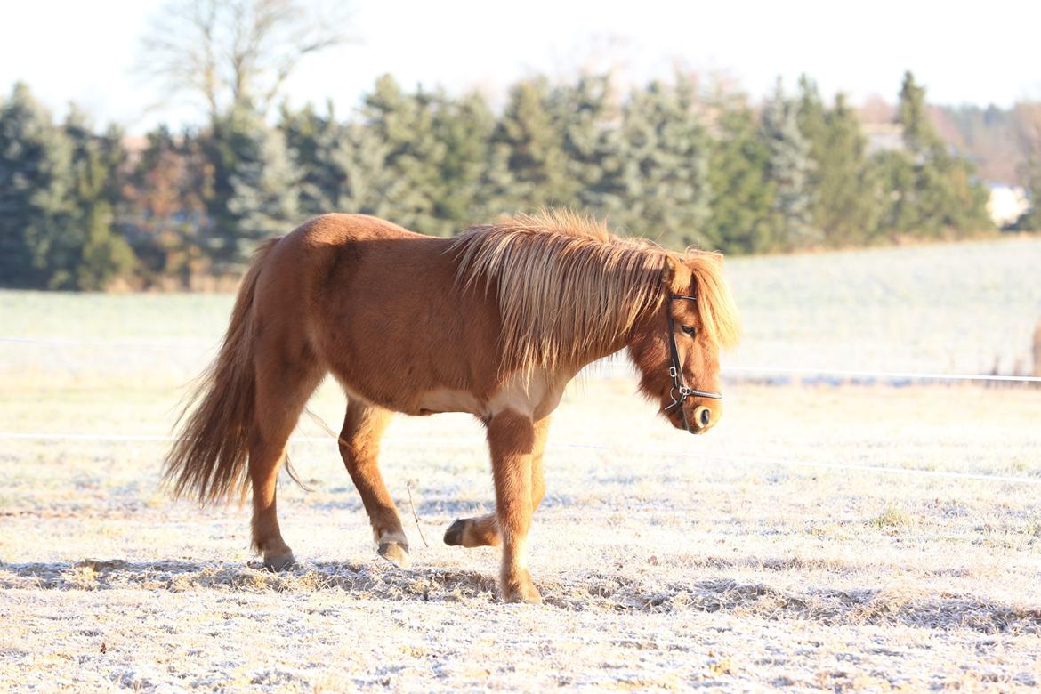 Islænder Hlynur fra Søholm billede 10
