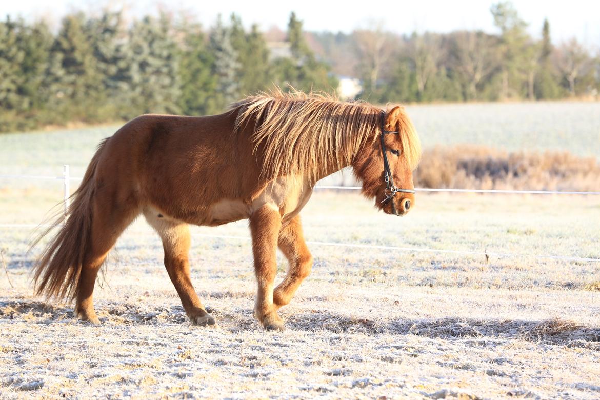 Islænder Hlynur fra Søholm billede 11