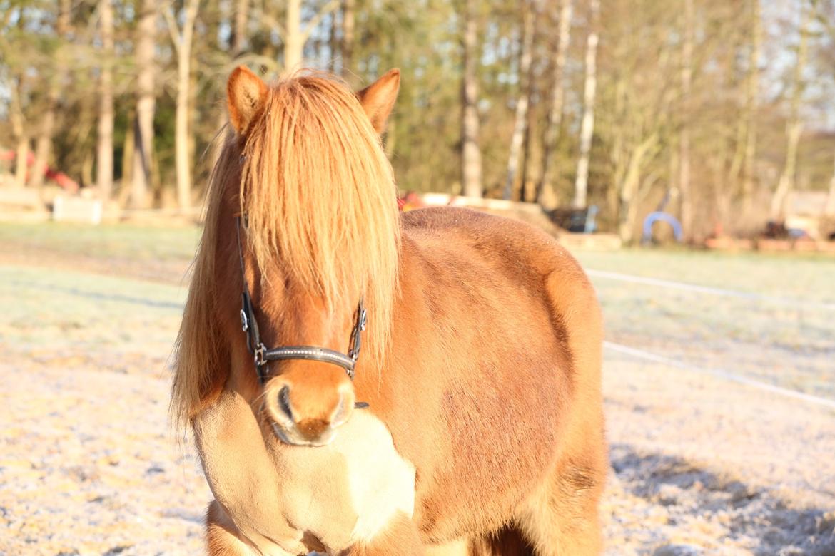 Islænder Hlynur fra Søholm billede 12