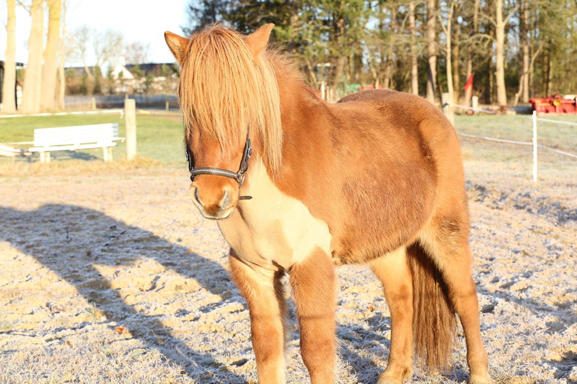 Islænder Hlynur fra Søholm billede 14