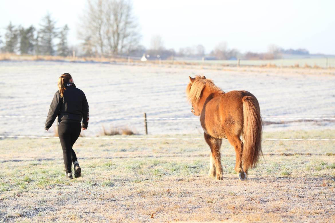 Islænder Hlynur fra Søholm billede 15