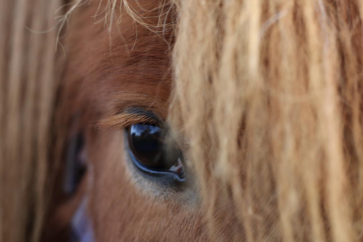 Islænder Hlynur fra Søholm billede 13