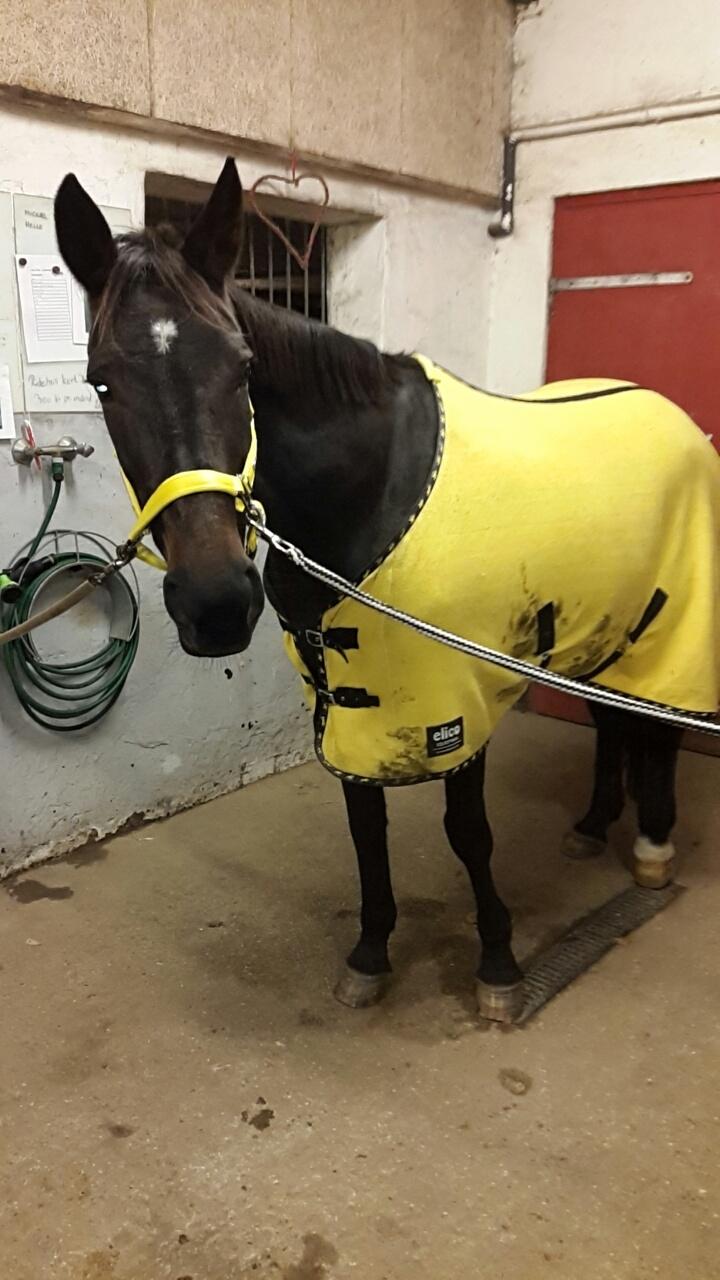 Traver Lady's Chill billede 19