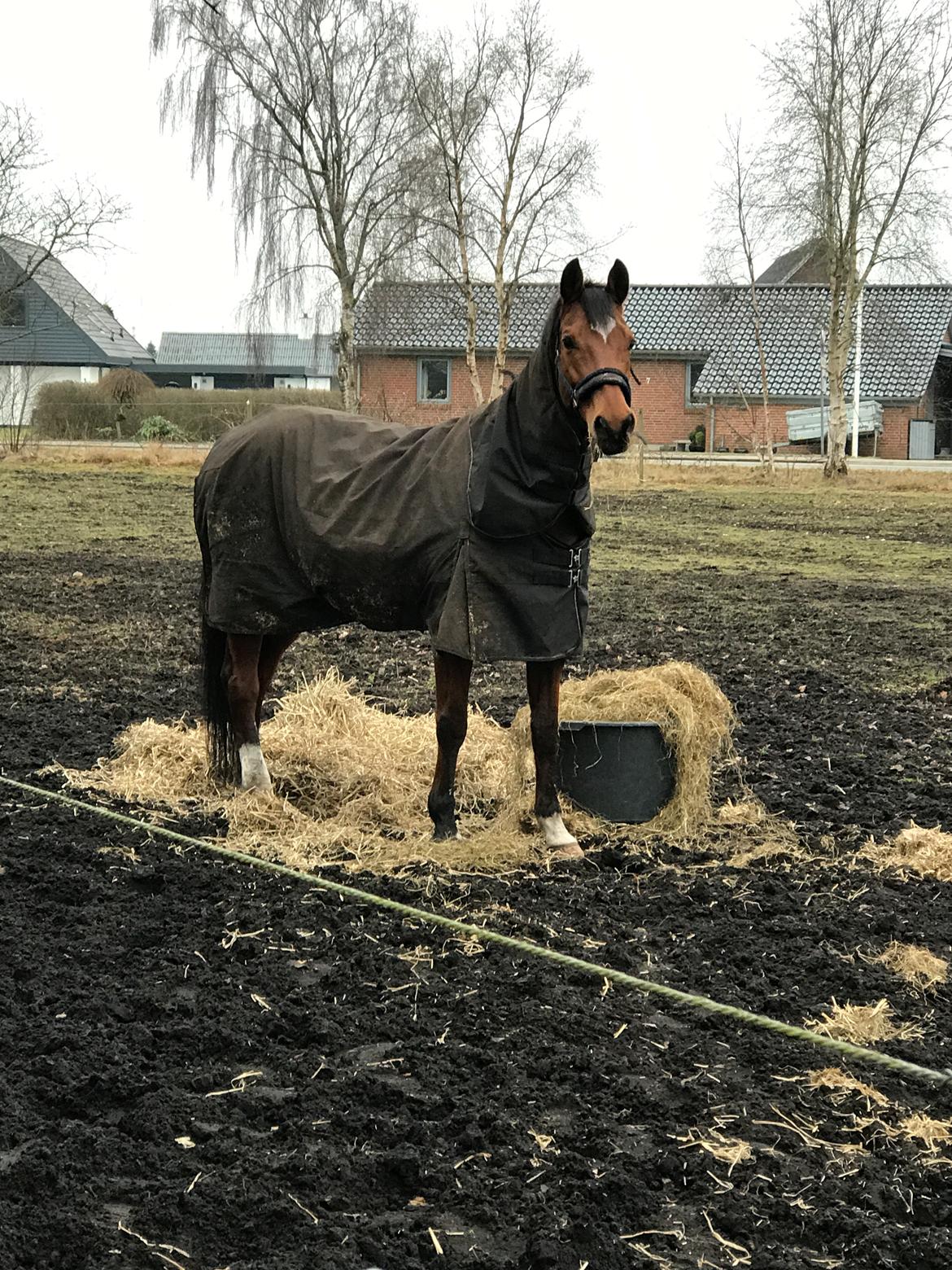 Dansk Varmblod Schiva billede 10