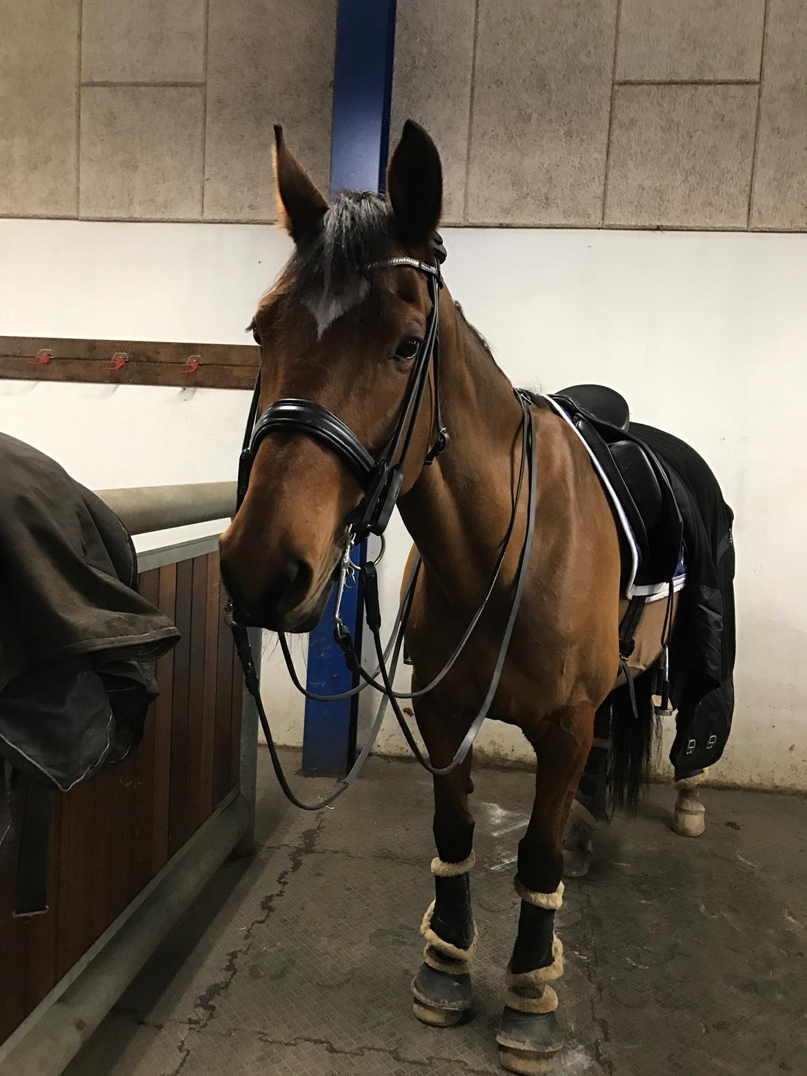 Dansk Varmblod Schiva billede 8