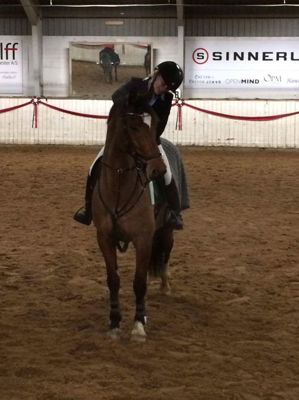 Dansk Varmblod Schiva billede 6