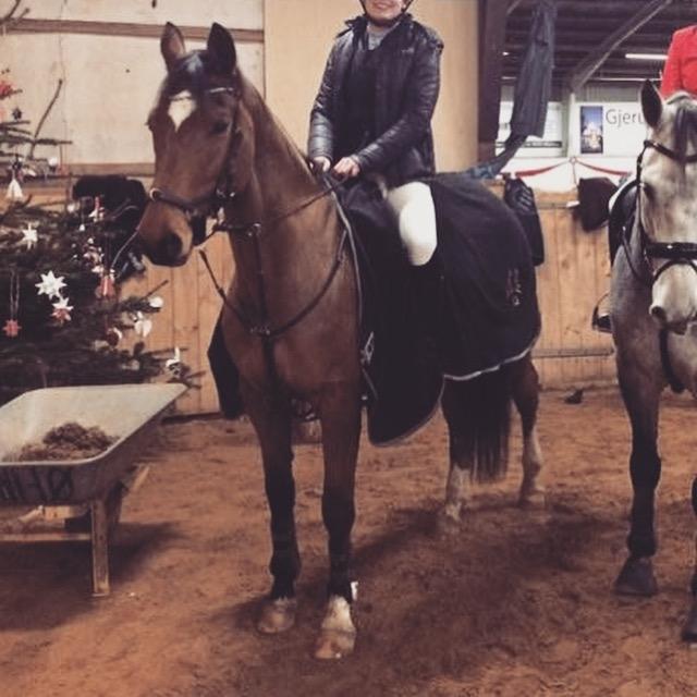 Dansk Varmblod Schiva billede 2