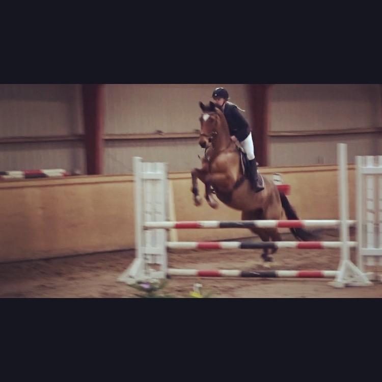 Dansk Varmblod Schiva billede 14