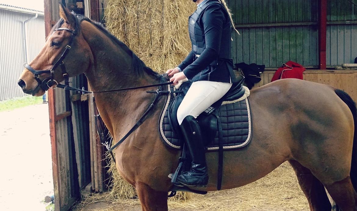 Dansk Varmblod Schiva billede 4