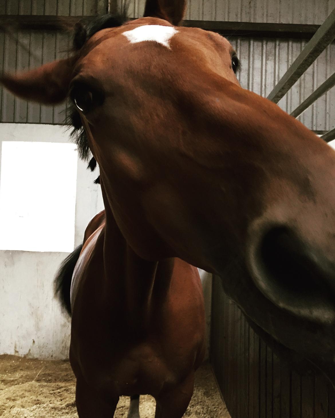 Dansk Varmblod Schiva billede 15