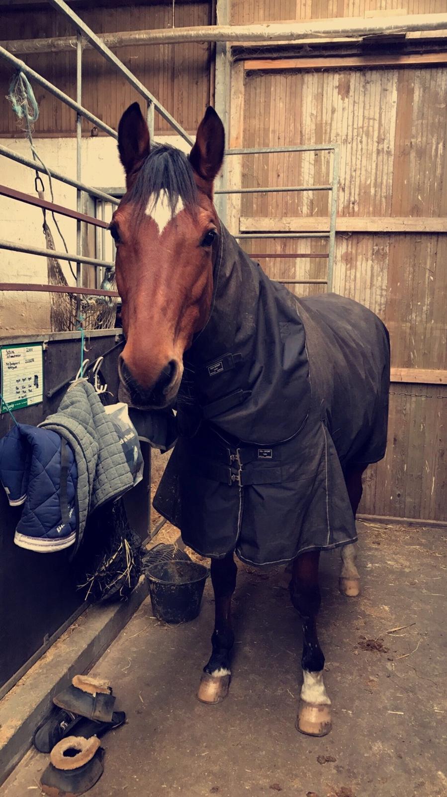 Dansk Varmblod Schiva billede 16