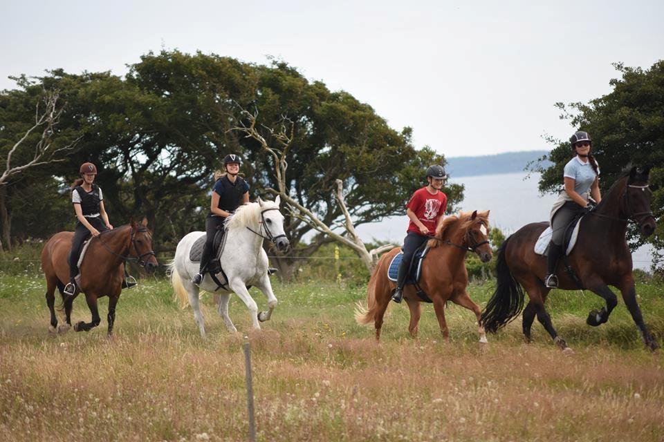 Anden særlig race Ryttergårdens Fighter - Det hurtige hold billede 4