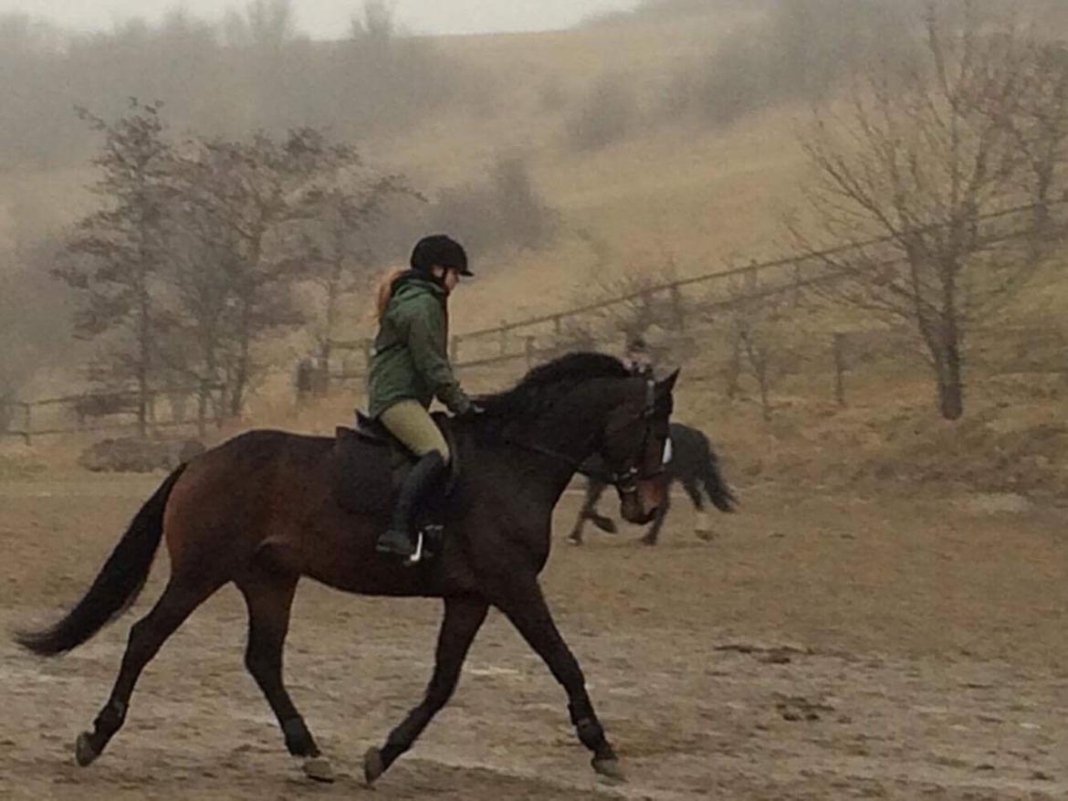 Hollandsk Varmblod Farao Utopia "Timon" billede 3