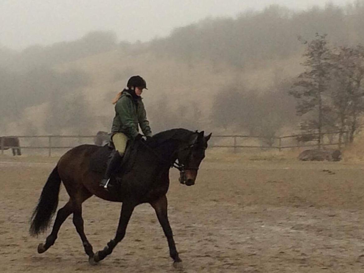 Hollandsk Varmblod Farao Utopia "Timon" billede 4