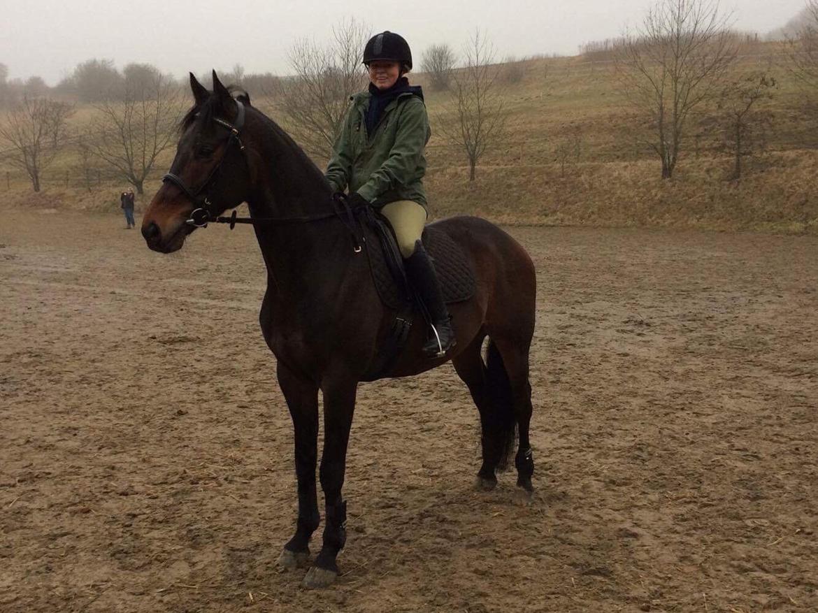 Hollandsk Varmblod Farao Utopia "Timon" billede 5