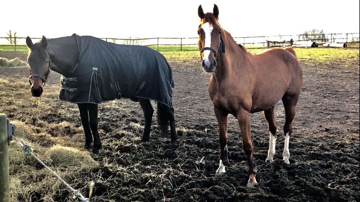 Hollandsk Varmblod Farao Utopia "Timon" billede 6