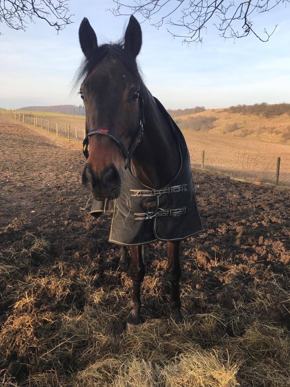 Hollandsk Varmblod Farao Utopia "Timon" billede 16