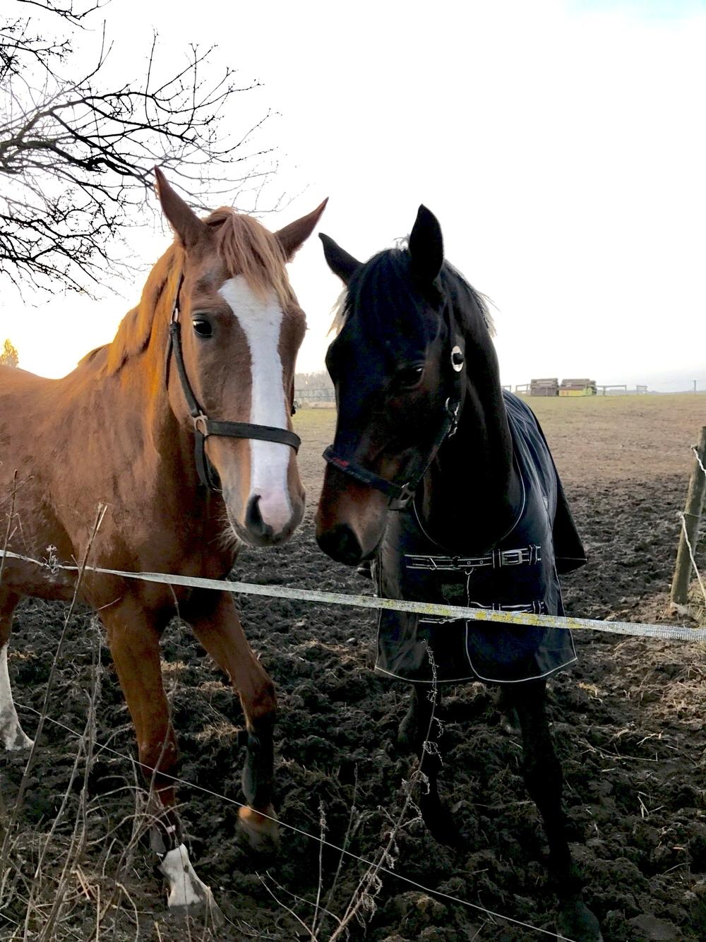Hollandsk Varmblod Farao Utopia "Timon" billede 9