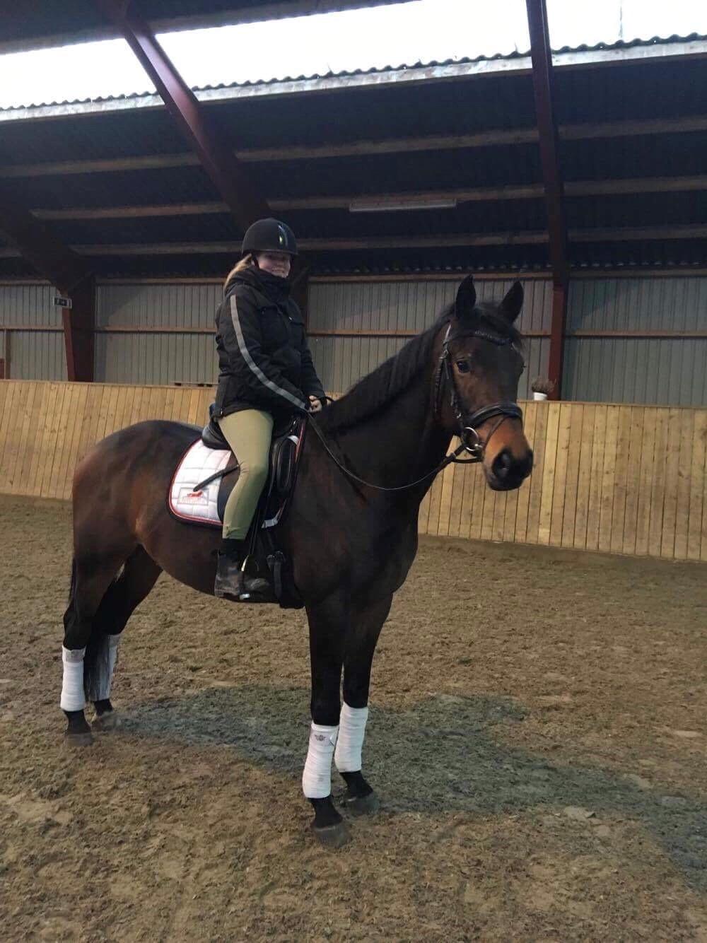 Hollandsk Varmblod Farao Utopia "Timon" billede 20