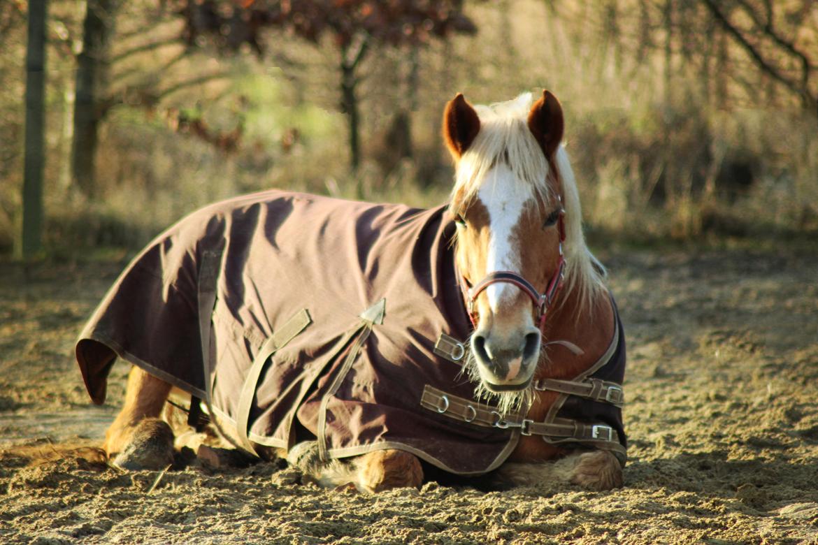 Haflinger Gipsy billede 50