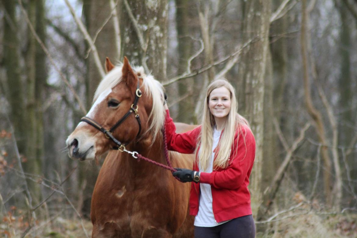 Haflinger Gipsy billede 29