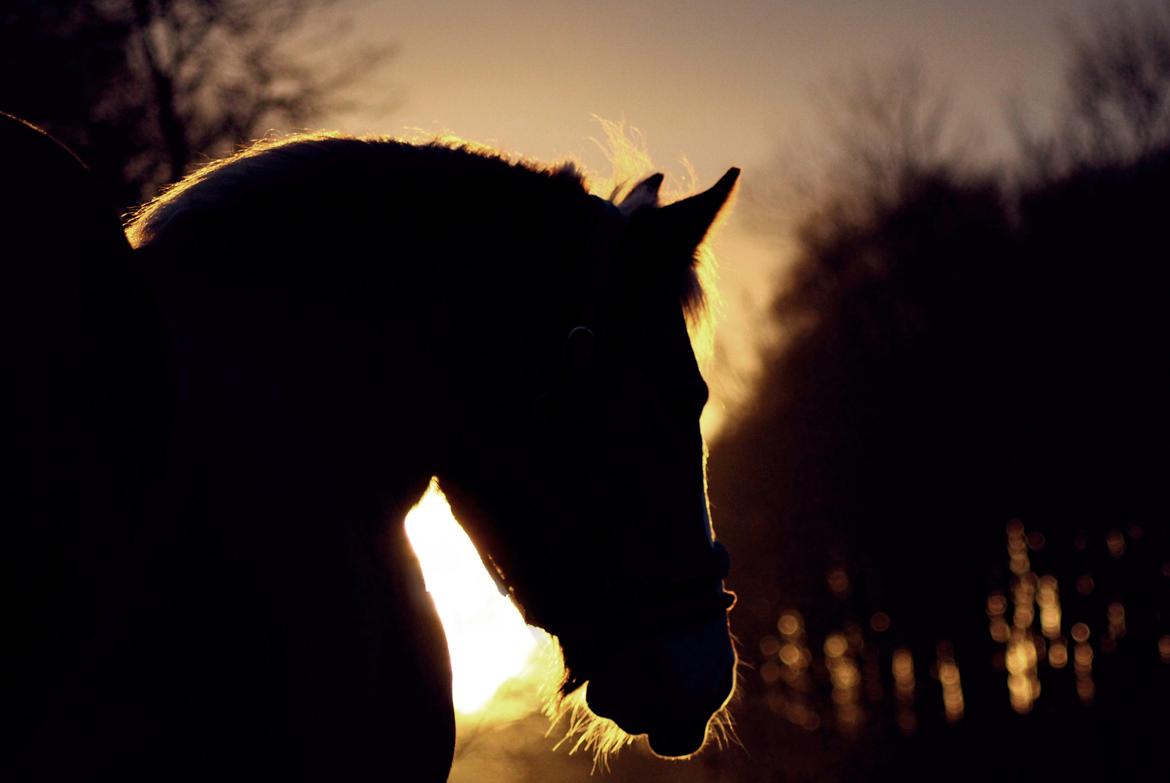 Haflinger Gipsy billede 13