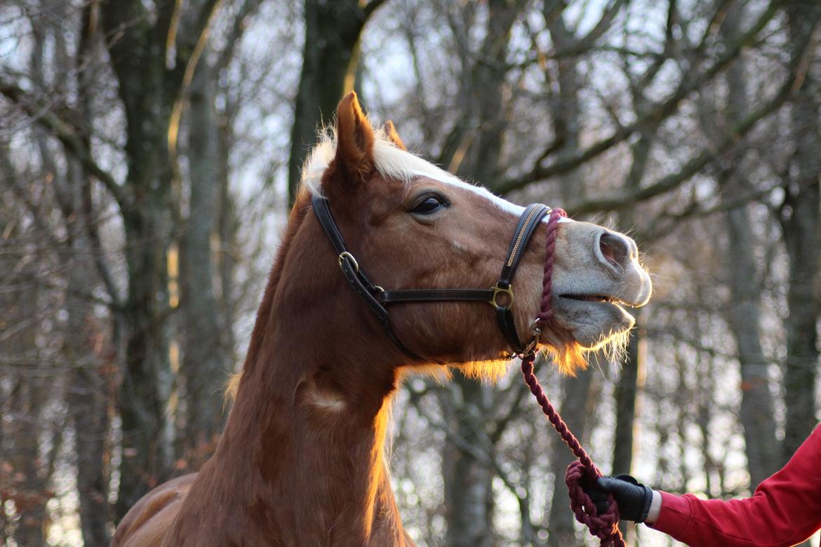 Haflinger Gipsy billede 18