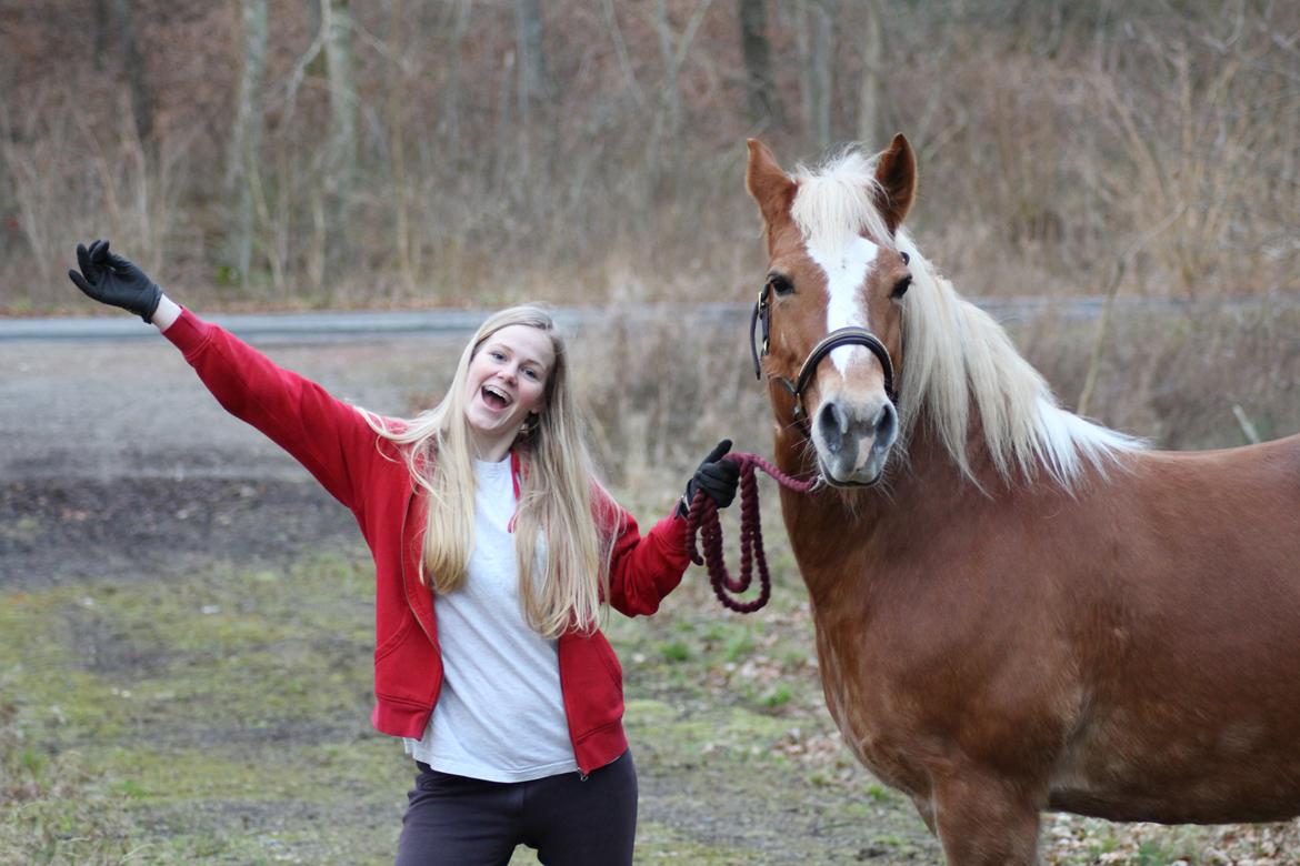 Haflinger Gipsy billede 8