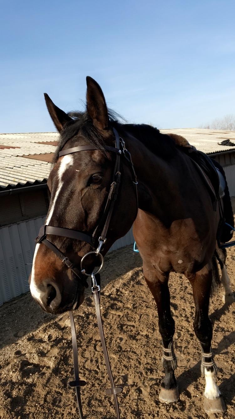 Tysk Oldenburger Trivaldo billede 16