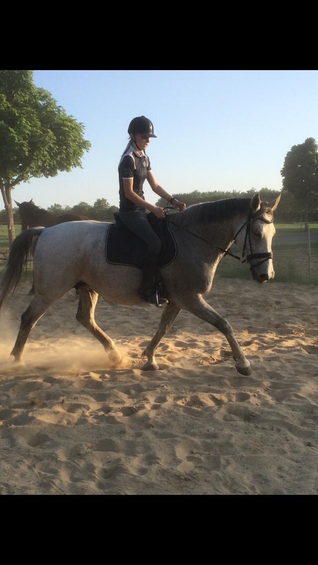 Holstener Tivalis billede 1