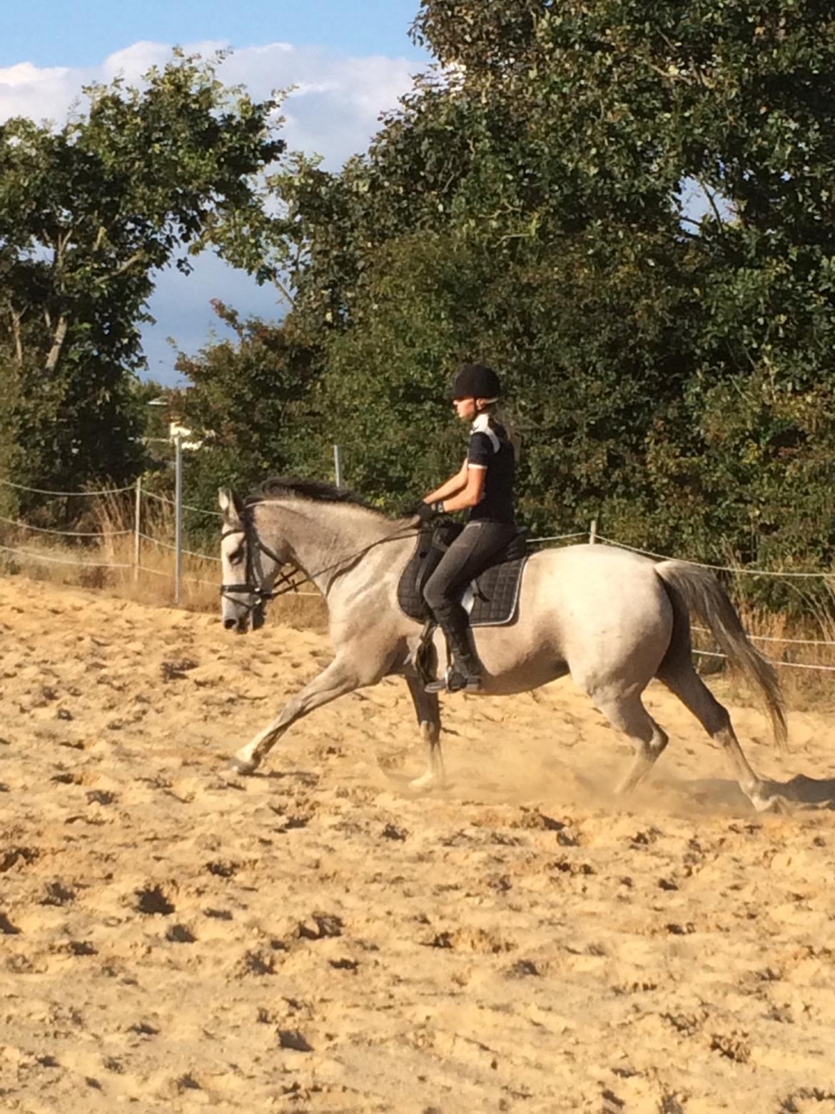 Holstener Tivalis billede 3