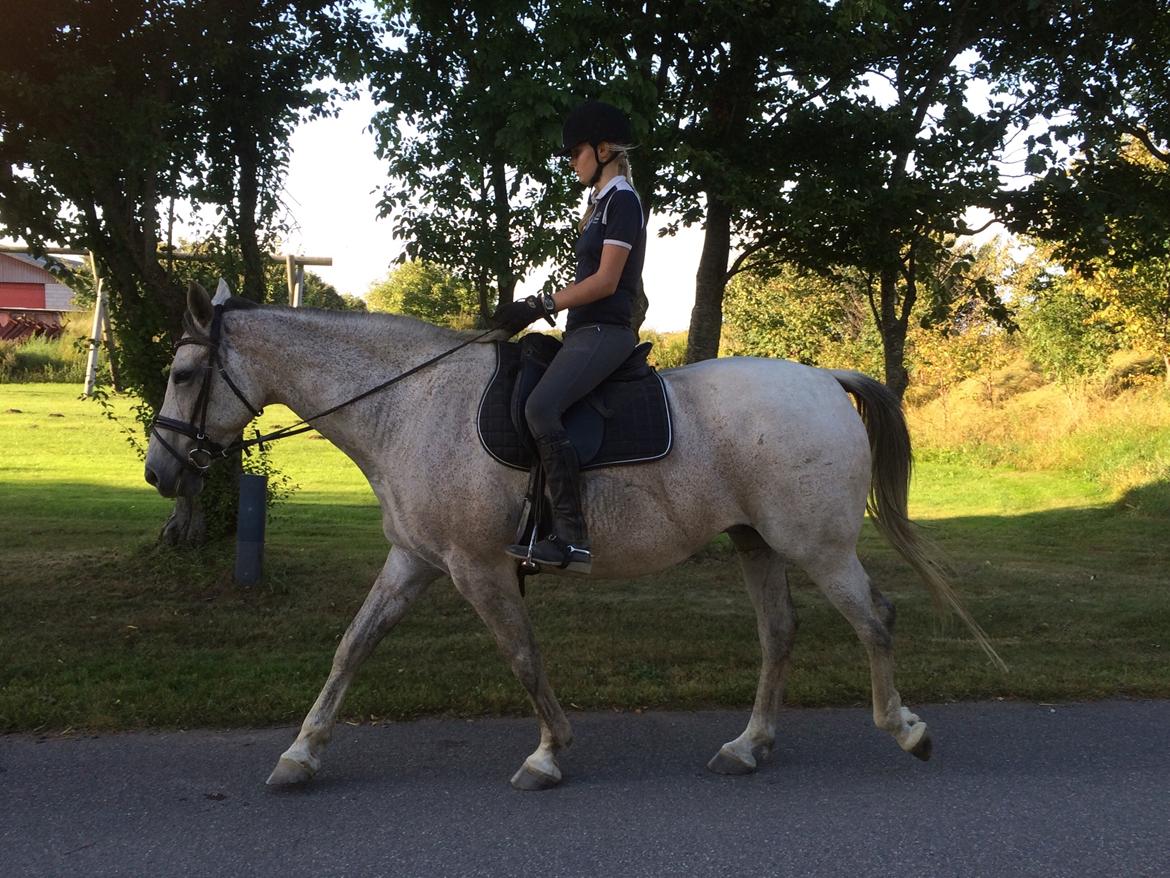 Holstener Tivalis billede 2