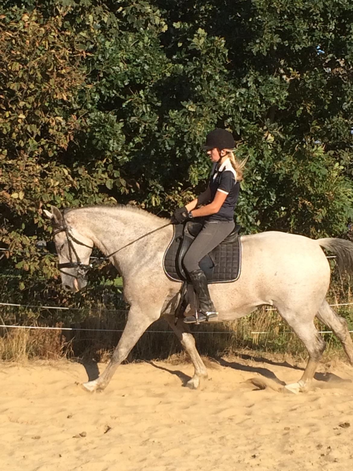 Holstener Tivalis billede 4