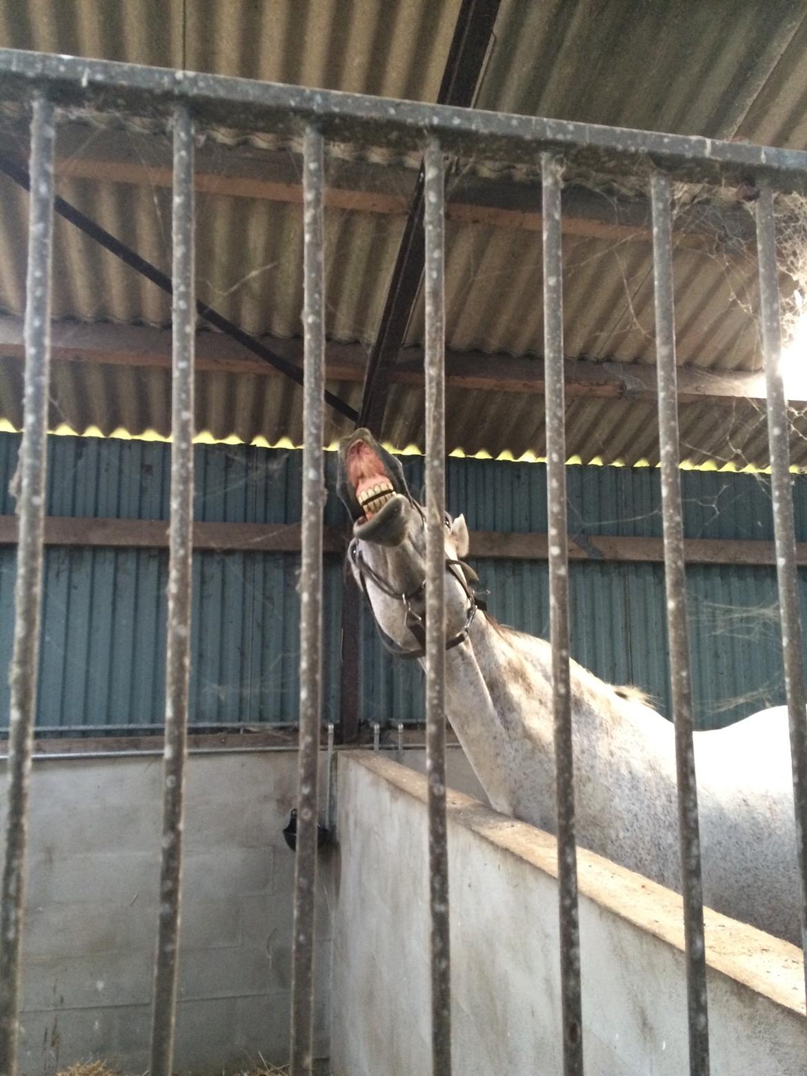 Holstener Tivalis billede 5