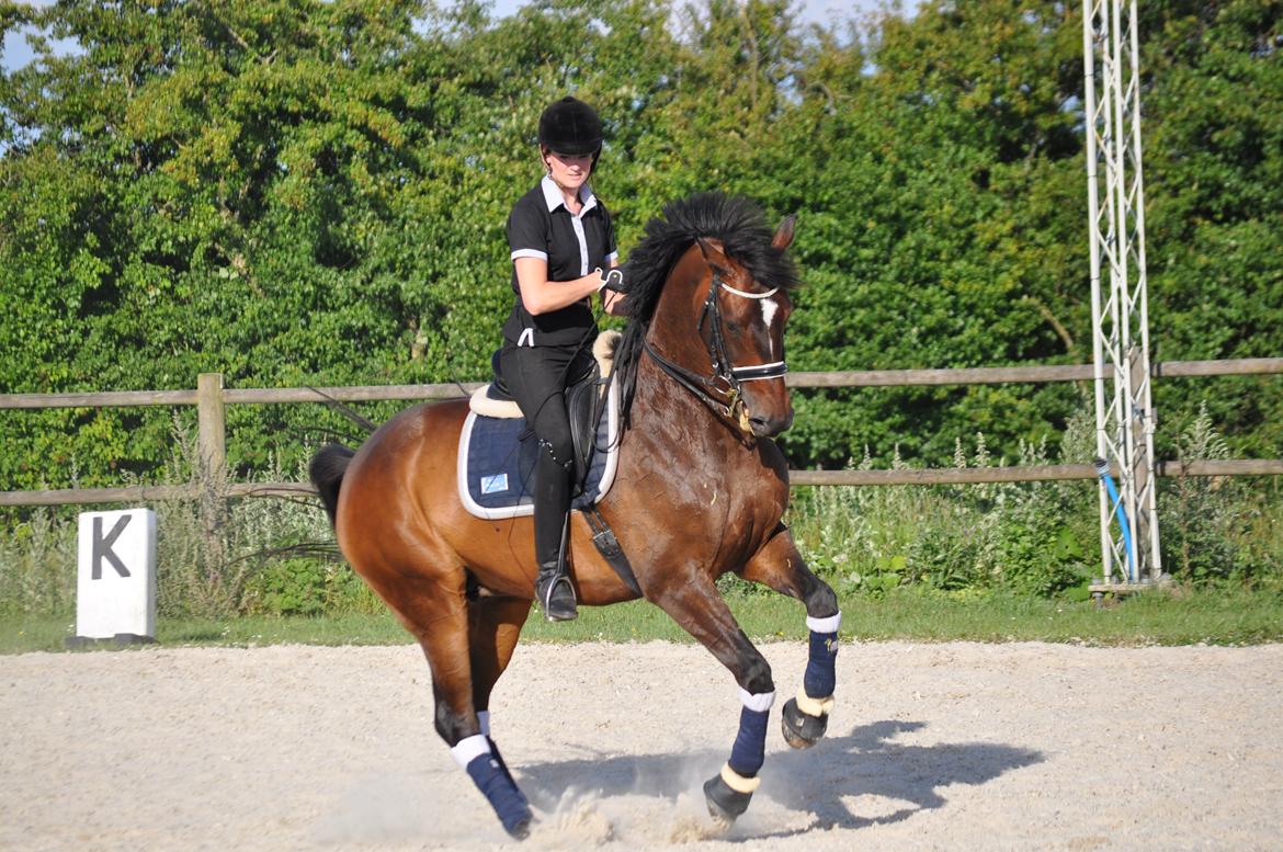 Dansk Varmblod Duffy's Happy Fighter "A-hest"<3 billede 19