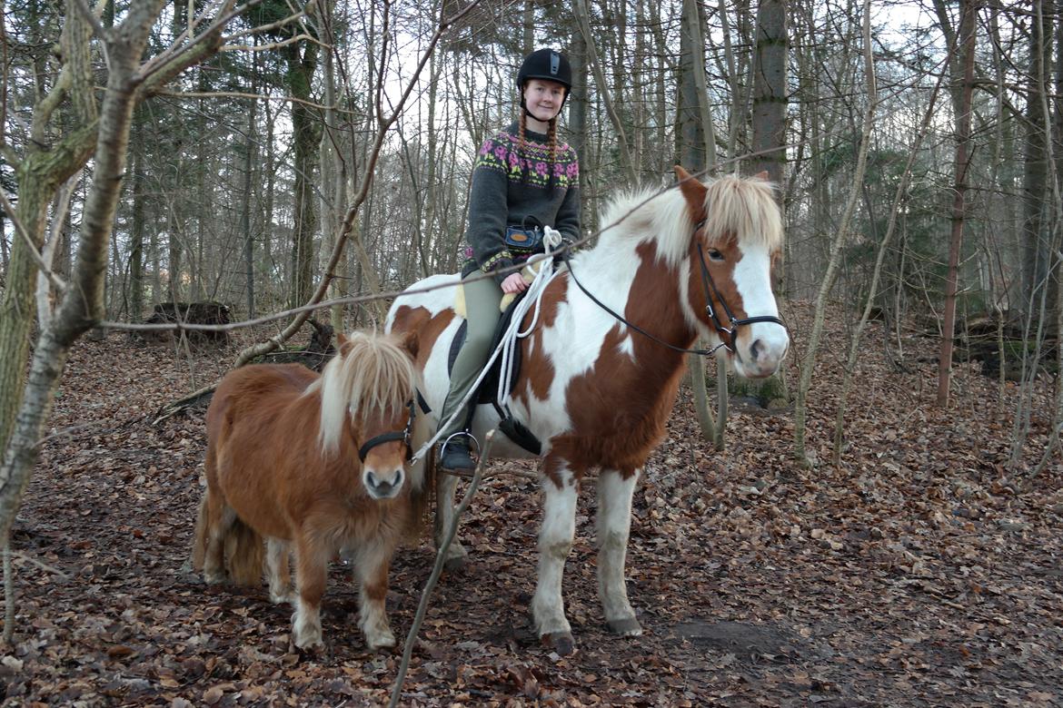 Islænder Gullfaxa fra Gudenådalen (Gulle) - Bjørk med på tur <3 billede 4