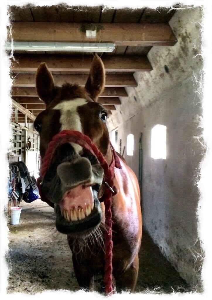 Anden særlig race Madison - Smiiiiiil! billede 5