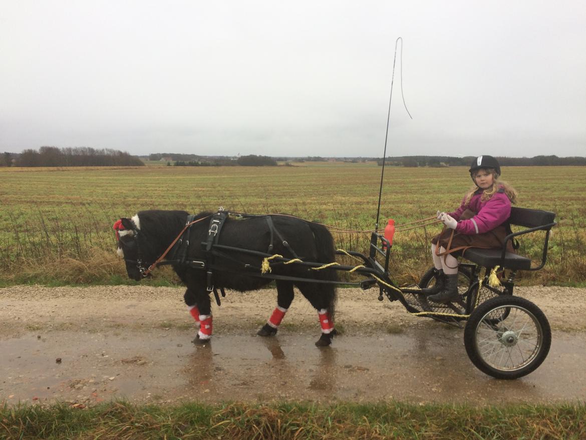 Shetlænder Star billede 2