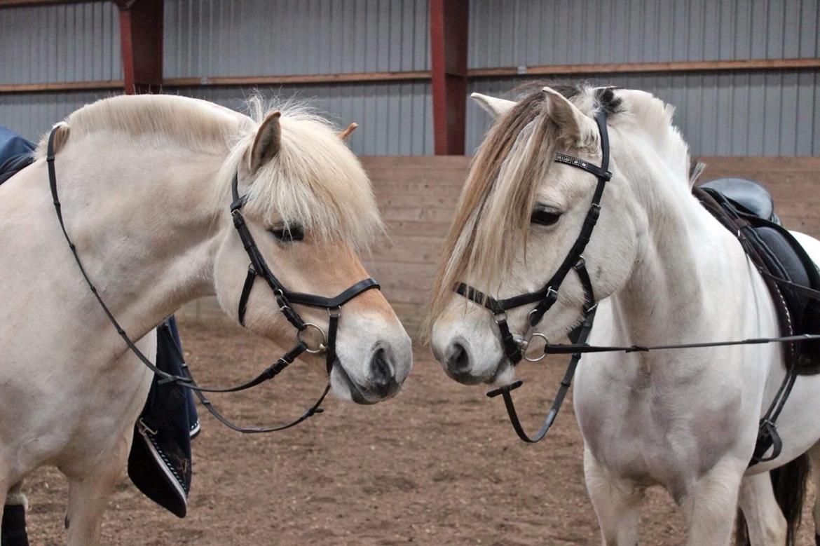 Fjordhest Kaja højmark billede 2