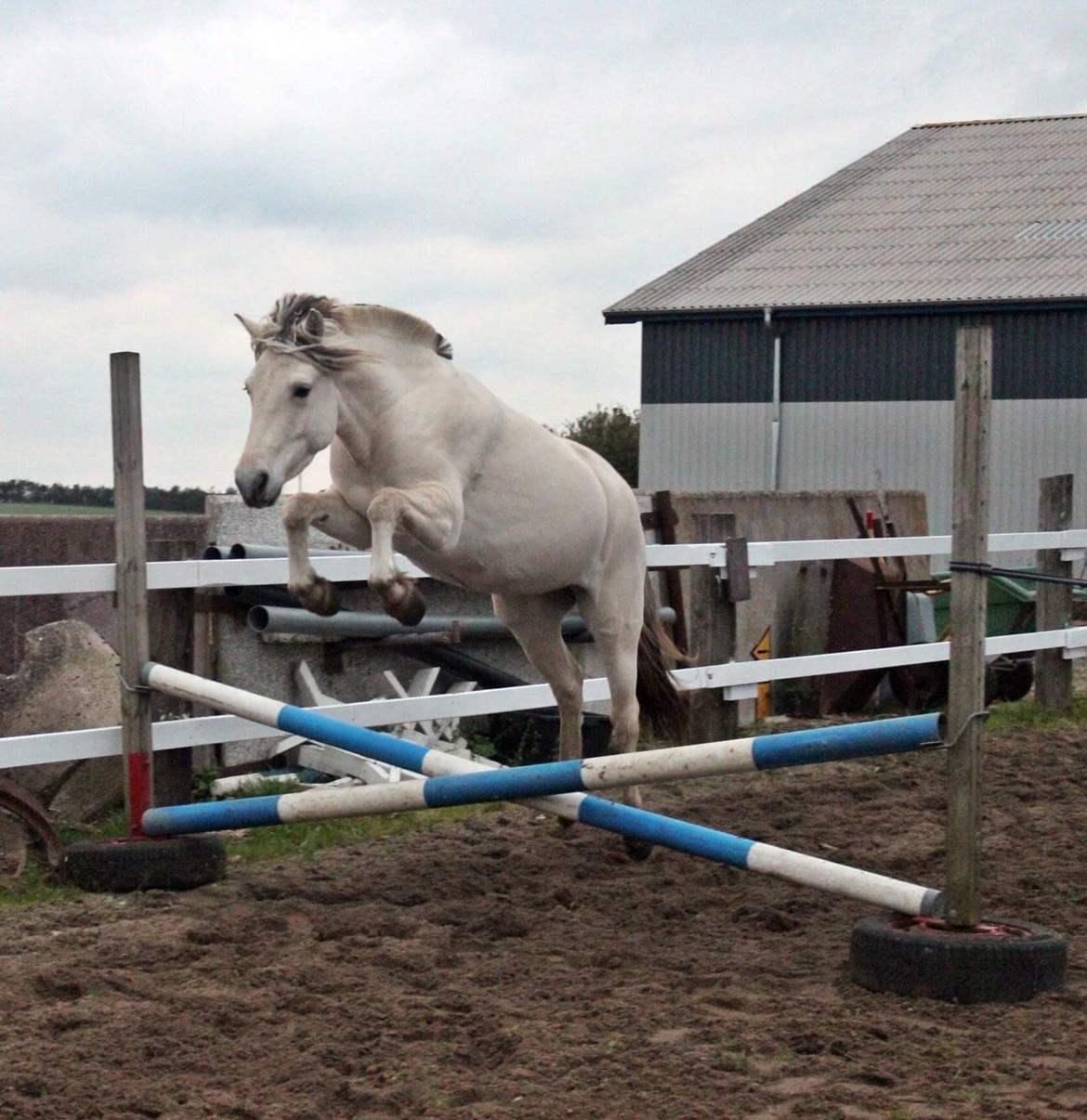 Fjordhest Kaja højmark billede 6