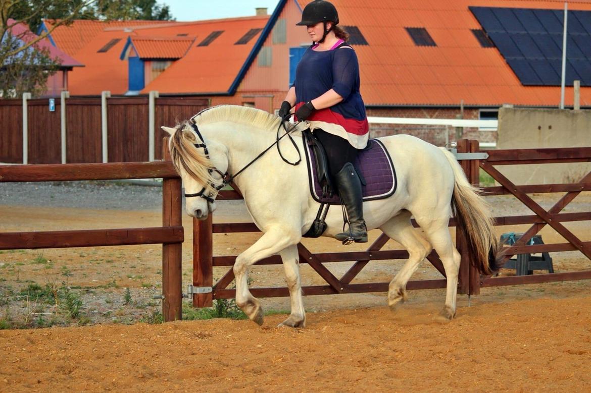 Fjordhest Kaja højmark billede 9