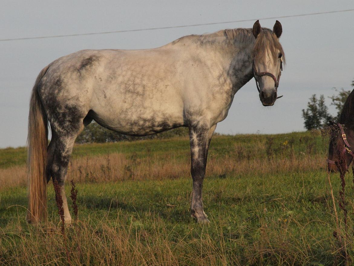 Lusitano Campeã *grand danois* - Campea 2016 billede 1