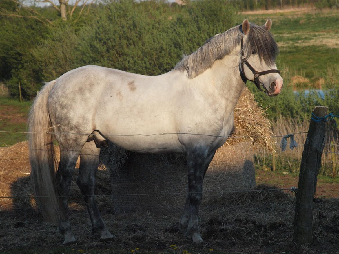 Lusitano Alcaçovas *barbie* - Alcacovas 2016 billede 1