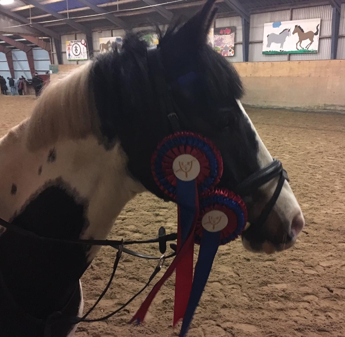 Hollandsk Sportspony Samber (lillesøsters pony) - Samber til hans første D-stævne. Som det kan ses, så kunne han ikke have klaret det bedre:-) billede 19
