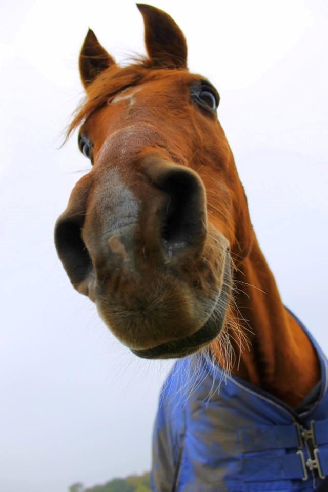 Anden særlig race Axel billede 1