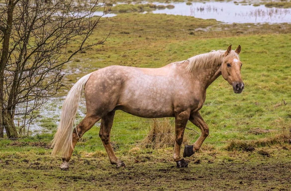 Palomino Bjerregårdens storm billede 13