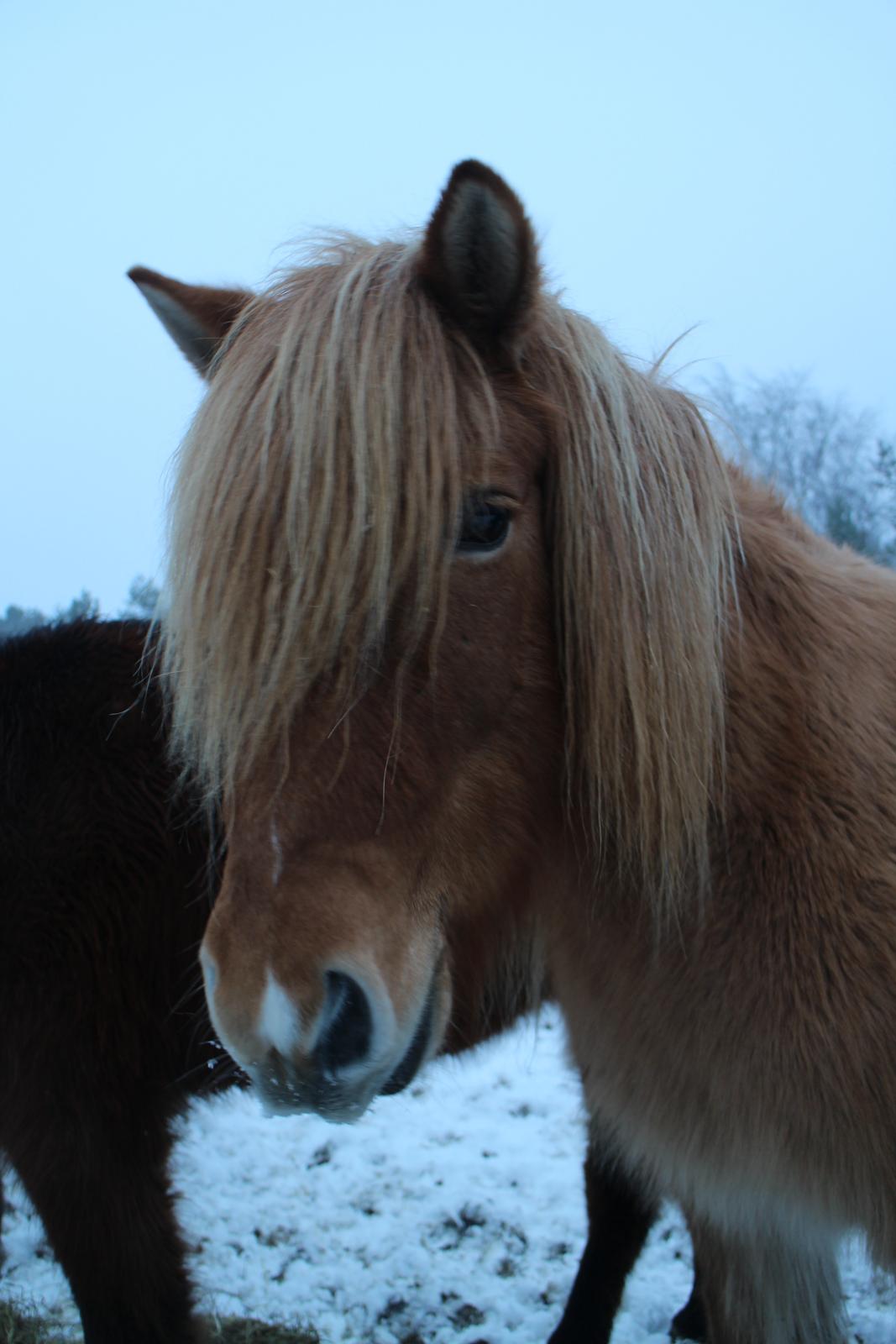 Islænder Gletta fra Sortenborg billede 3