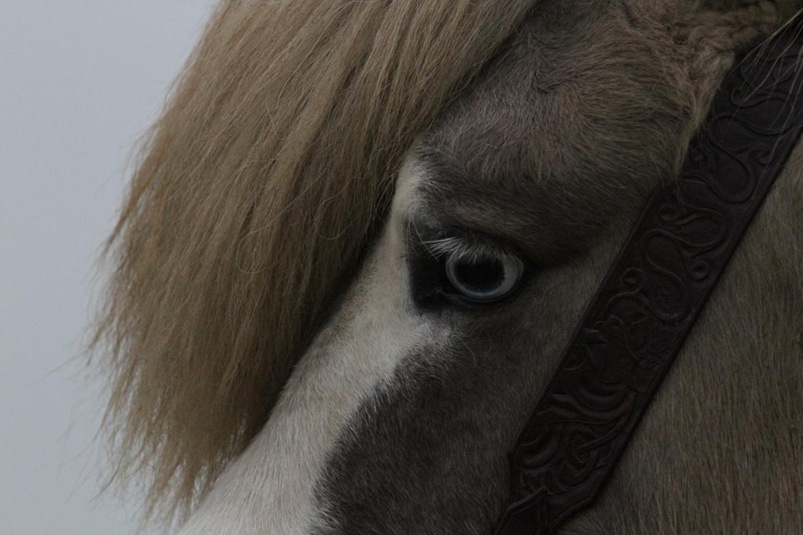 Islænder Glaður frá Skúmsstöðum billede 4