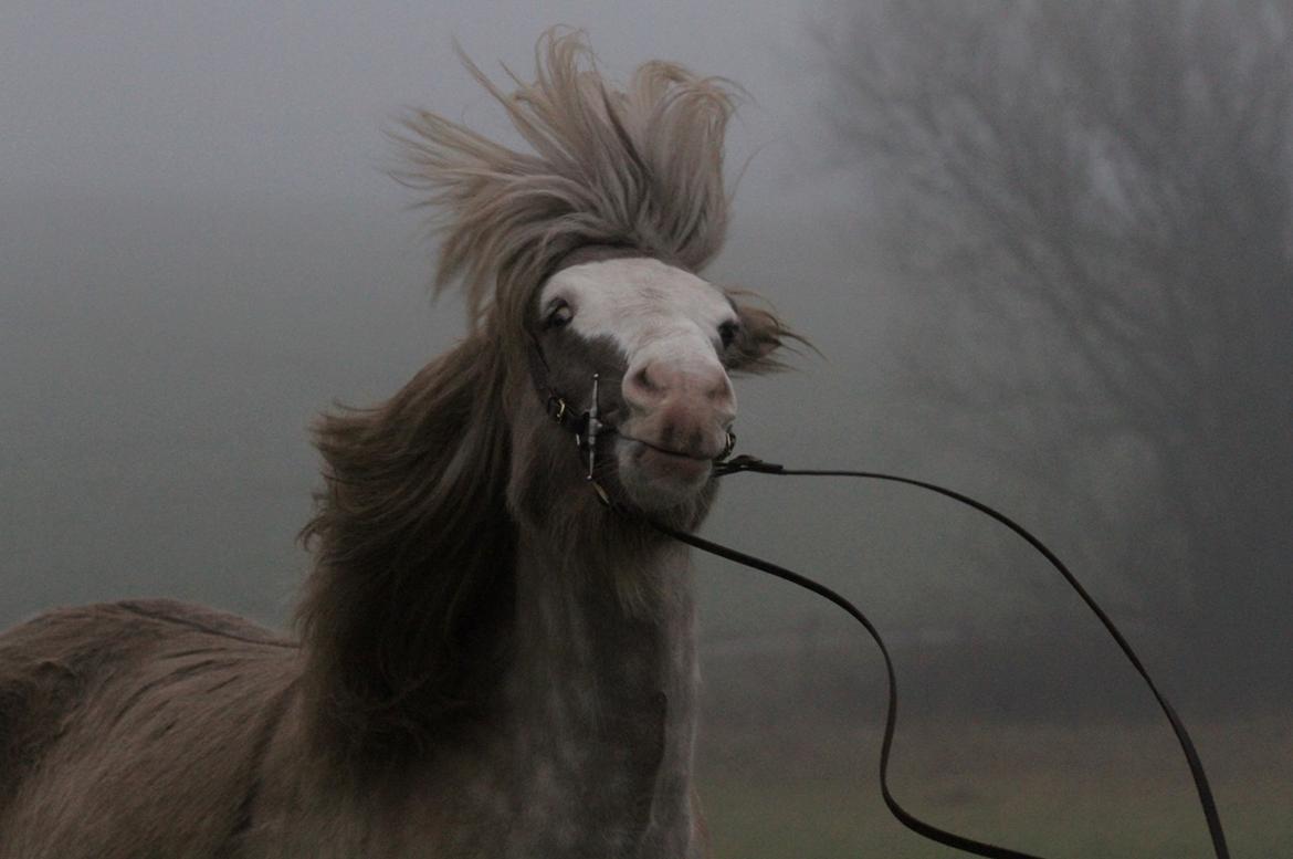 Islænder Glaður frá Skúmsstöðum - l'oreal - because you're worth it! billede 3